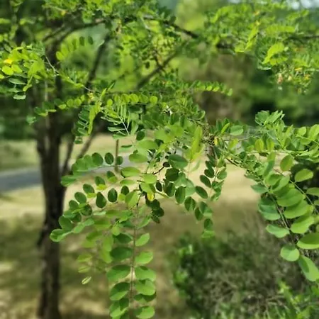 Gite Dans Un Ecrin De Verdure Saint-Germain-de-Belvès